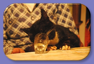 156.   ,  ., 2004